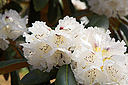 Rhododendron_Rex.jpg