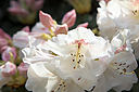 Rhododendron_Williamsianum.jpg
