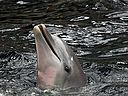 Delphin