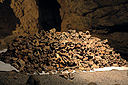 Haufen aus Knochenfunden