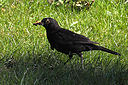 Amsel mit Futter für die Jungen