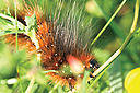 Raupe des braunen Bären