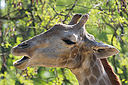 Zoo_28_Giraffe_mit_tollen_Wimpern.jpg