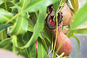 Nepenthes_burkei.jpg