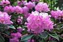 Rhododendron_spec.jpg